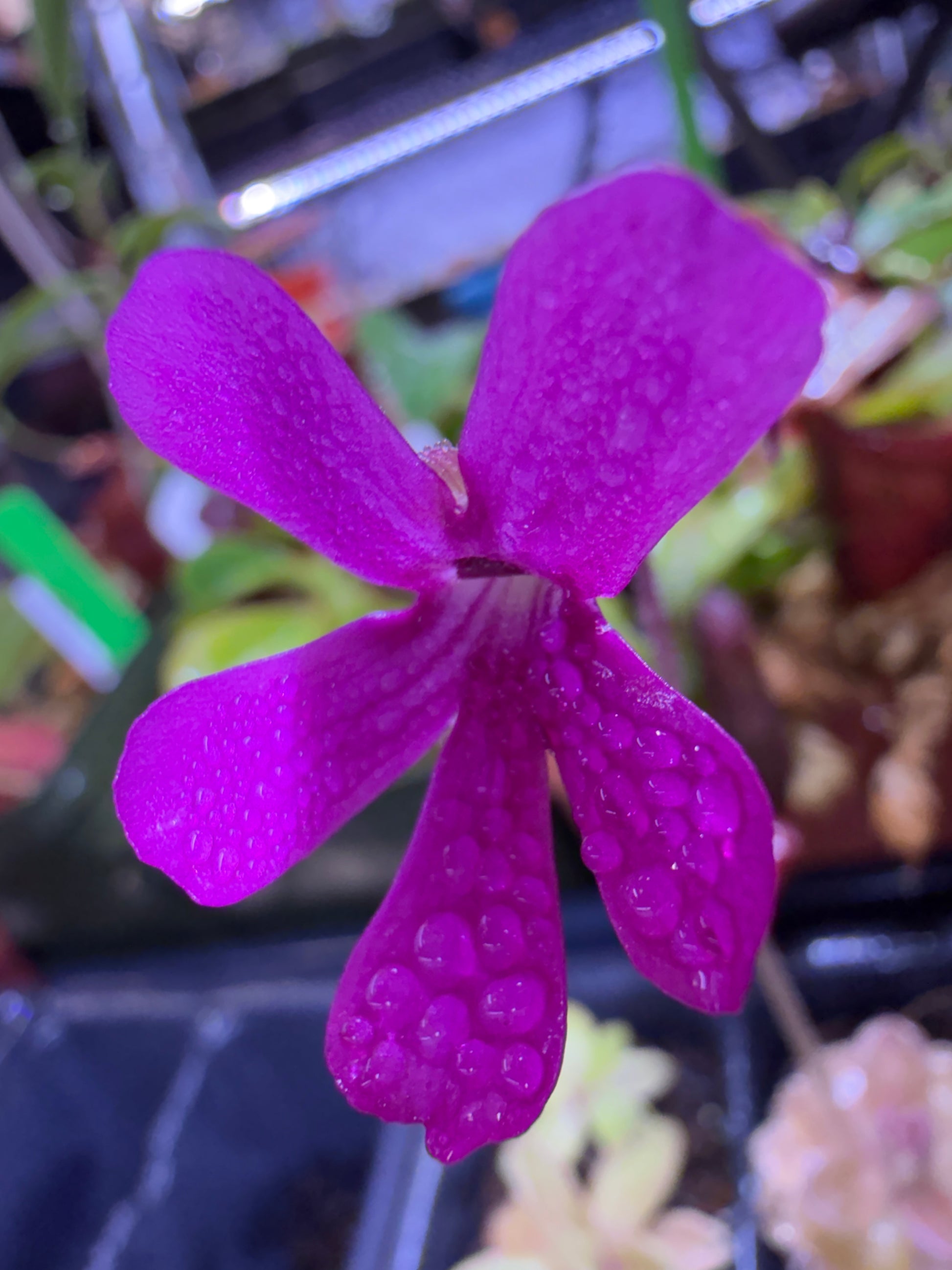 Pinguicula Leilani - Mexican Butterwort