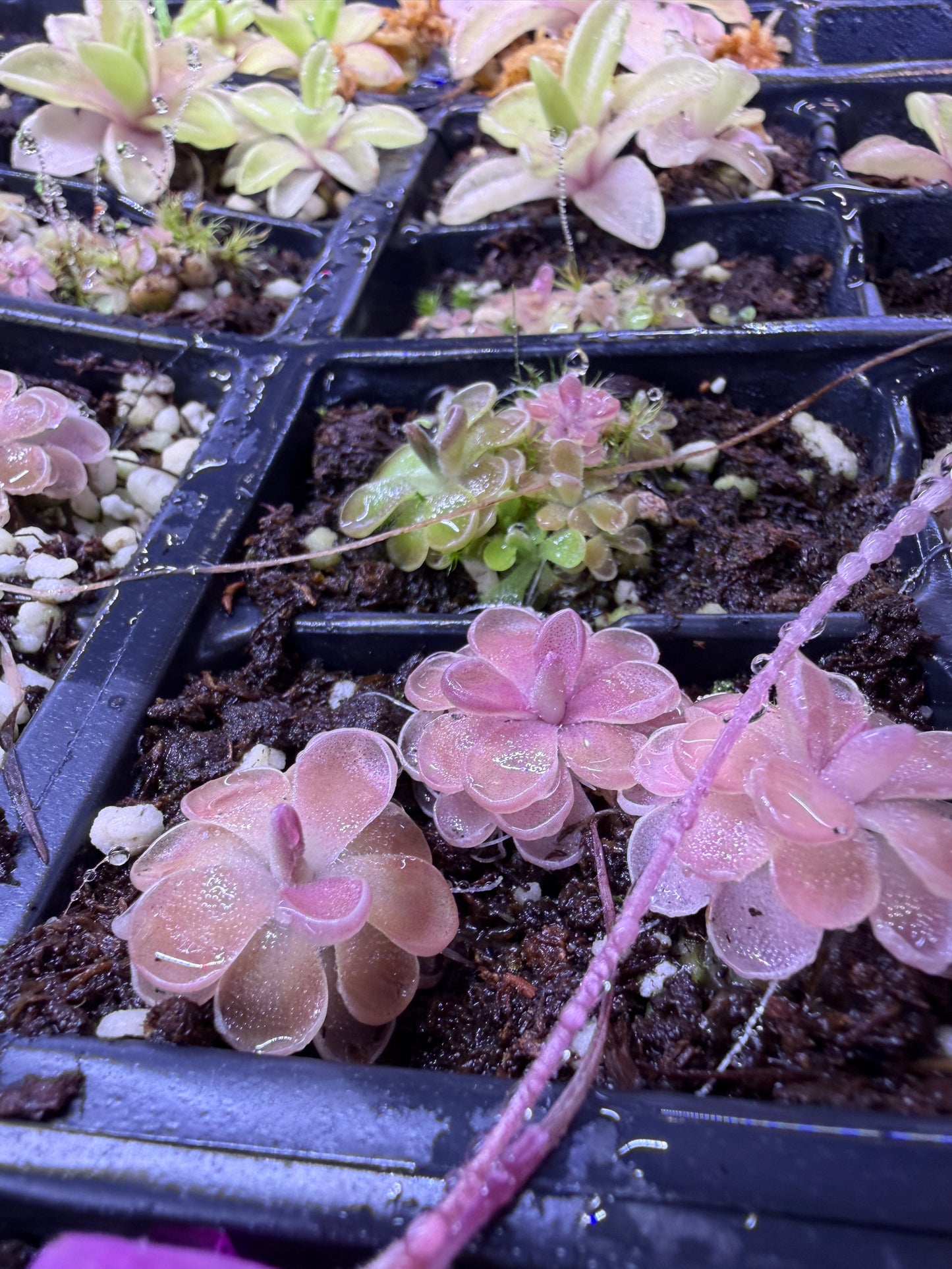 Pinguicula Leilani - Mexican Butterwort