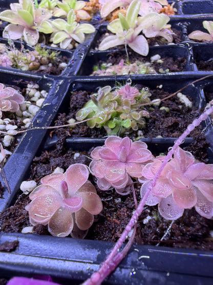Pinguicula Leilani - Mexican Butterwort
