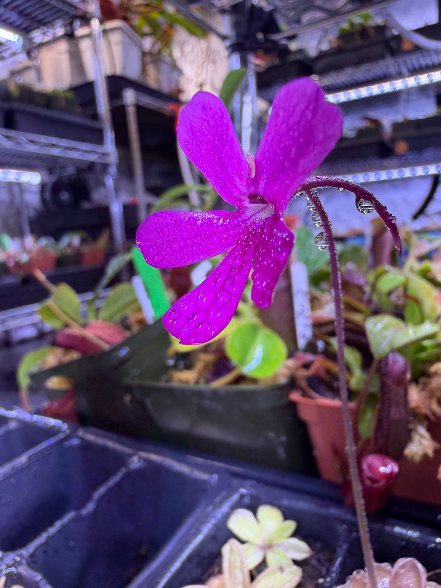 Pinguicula Leilani - Mexican Butterwort