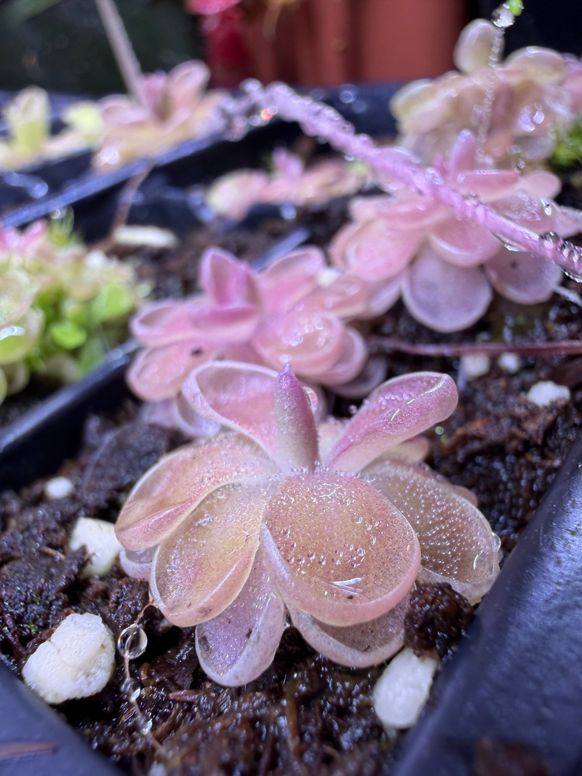 Pinguicula Leilani - Mexican Butterwort