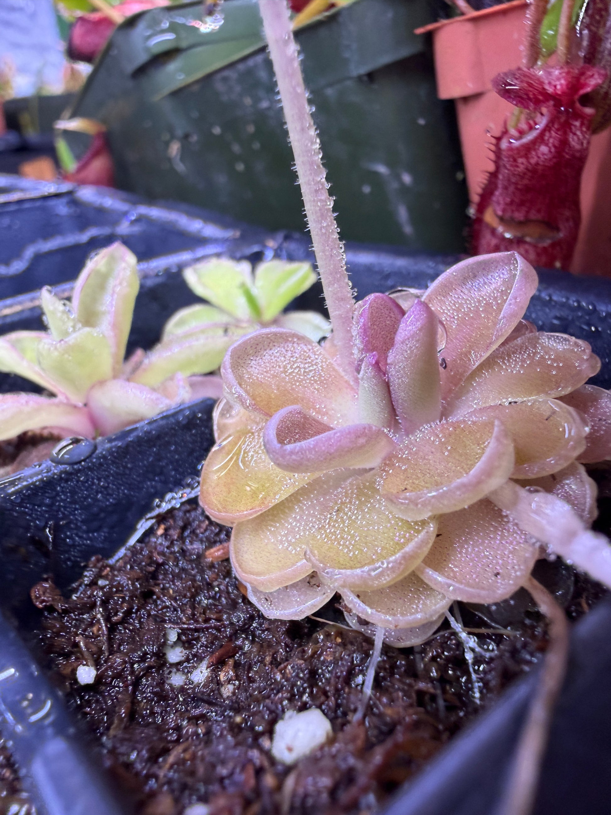 Pinguicula Leilani - Mexican Butterwort