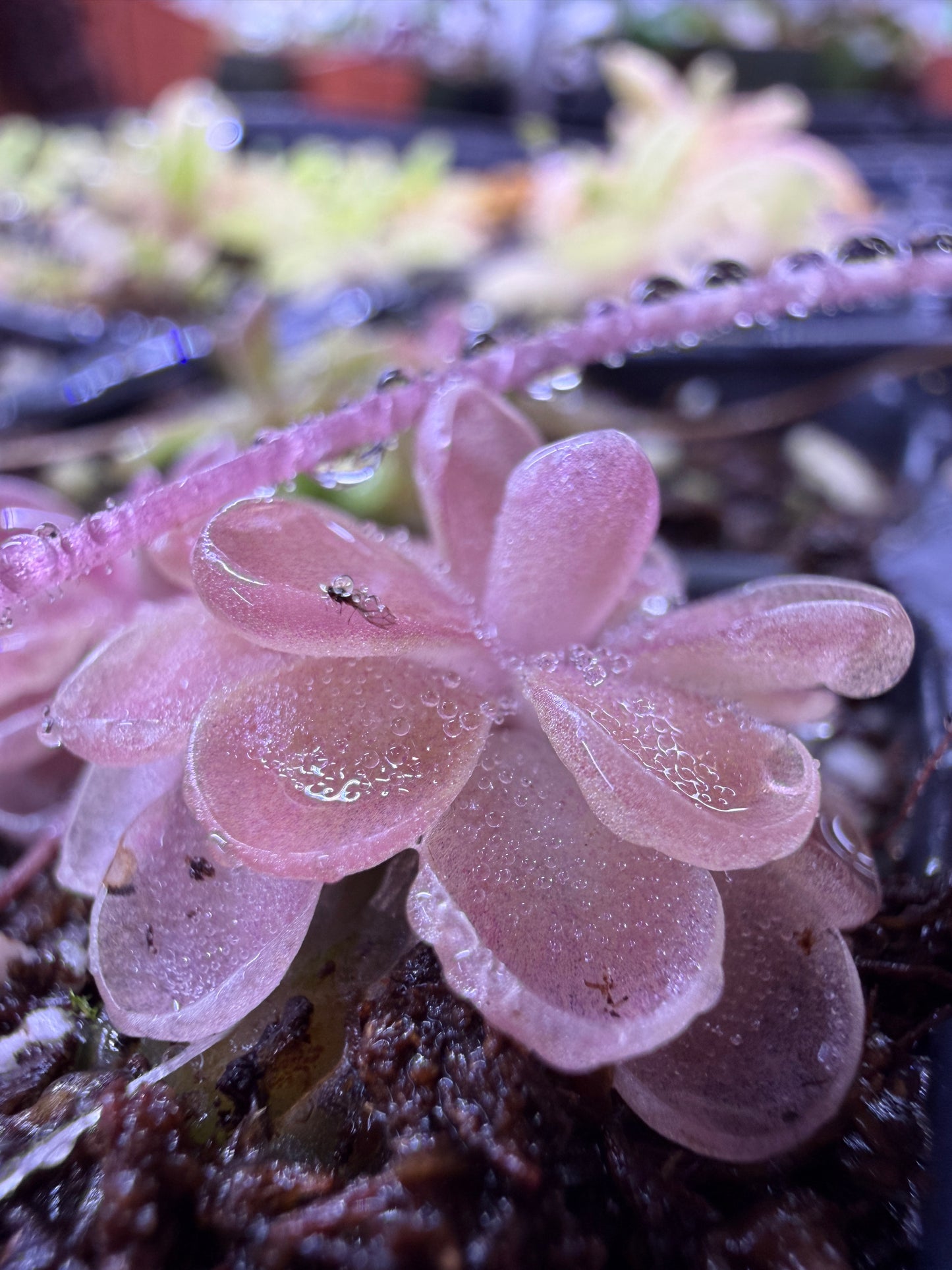 Pinguicula Leilani - Mexican Butterwort