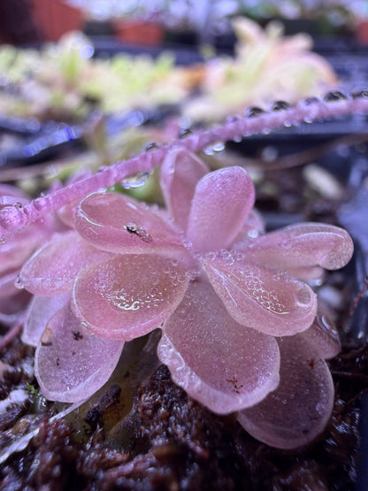 Pinguicula Leilani - Mexican Butterwort