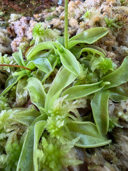 Pinguicula primuliflora Rose (Shipped Bare-Root)