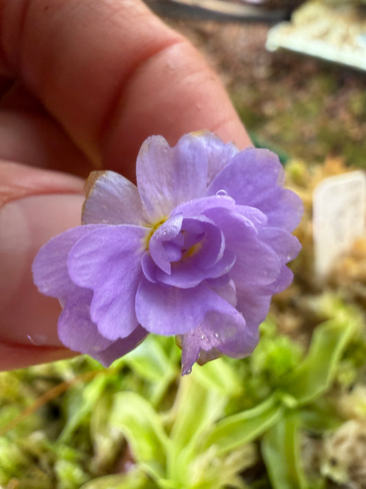 Pinguicula primuliflora Rose (Shipped Bare-Root)