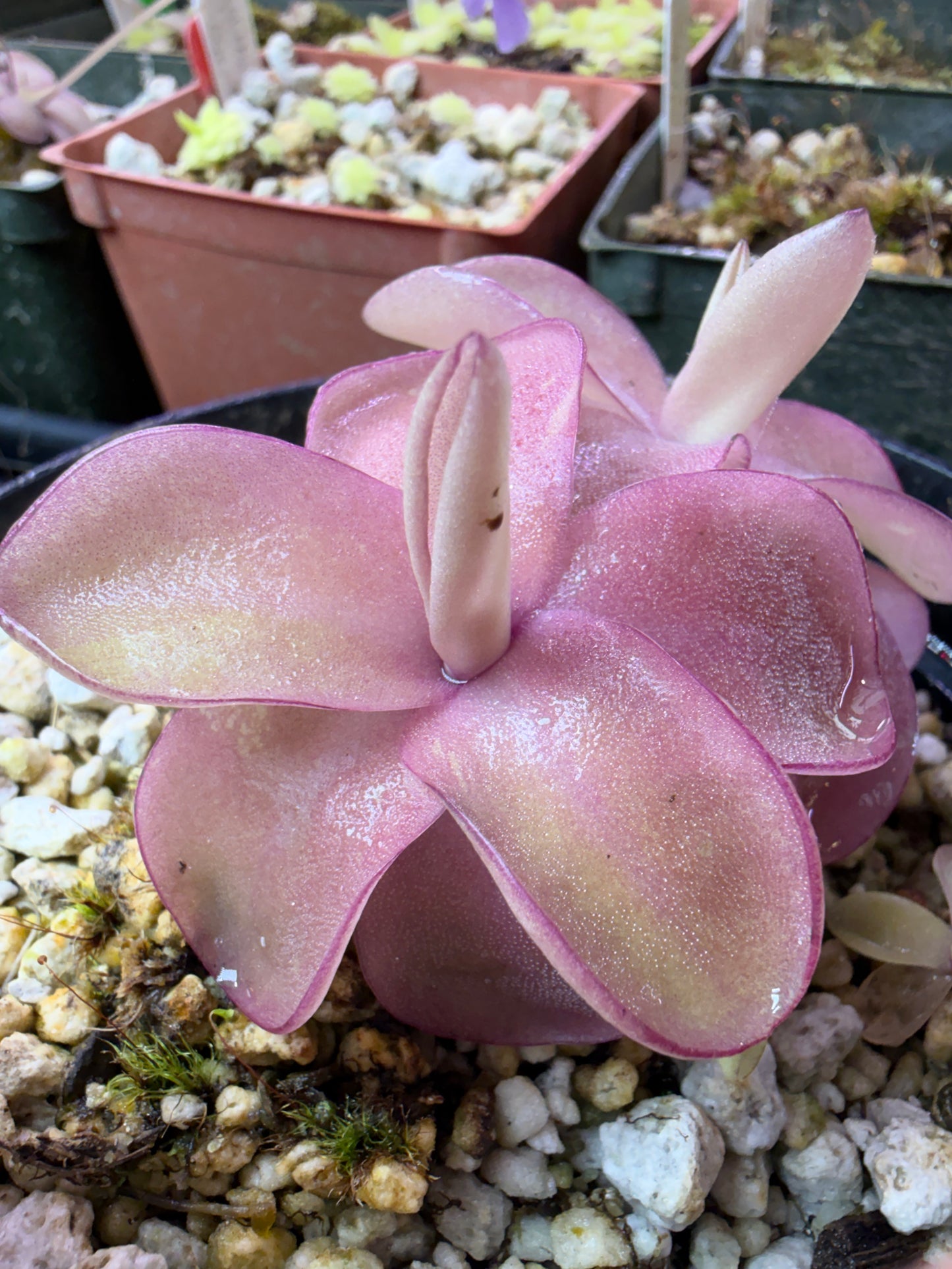 Pinguicula Razzberry Blonde- Mexican Butterwort (Shipped Bare-Root)