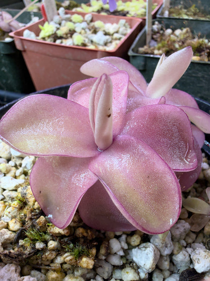 Pinguicula Razzberry Blonde- Mexican Butterwort (Shipped Bare-Root)