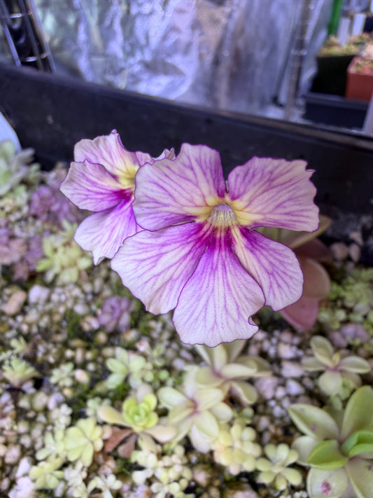 Pinguicula Razzbery Blonde- Mexican Butterwort (Shipped Bare-Root)