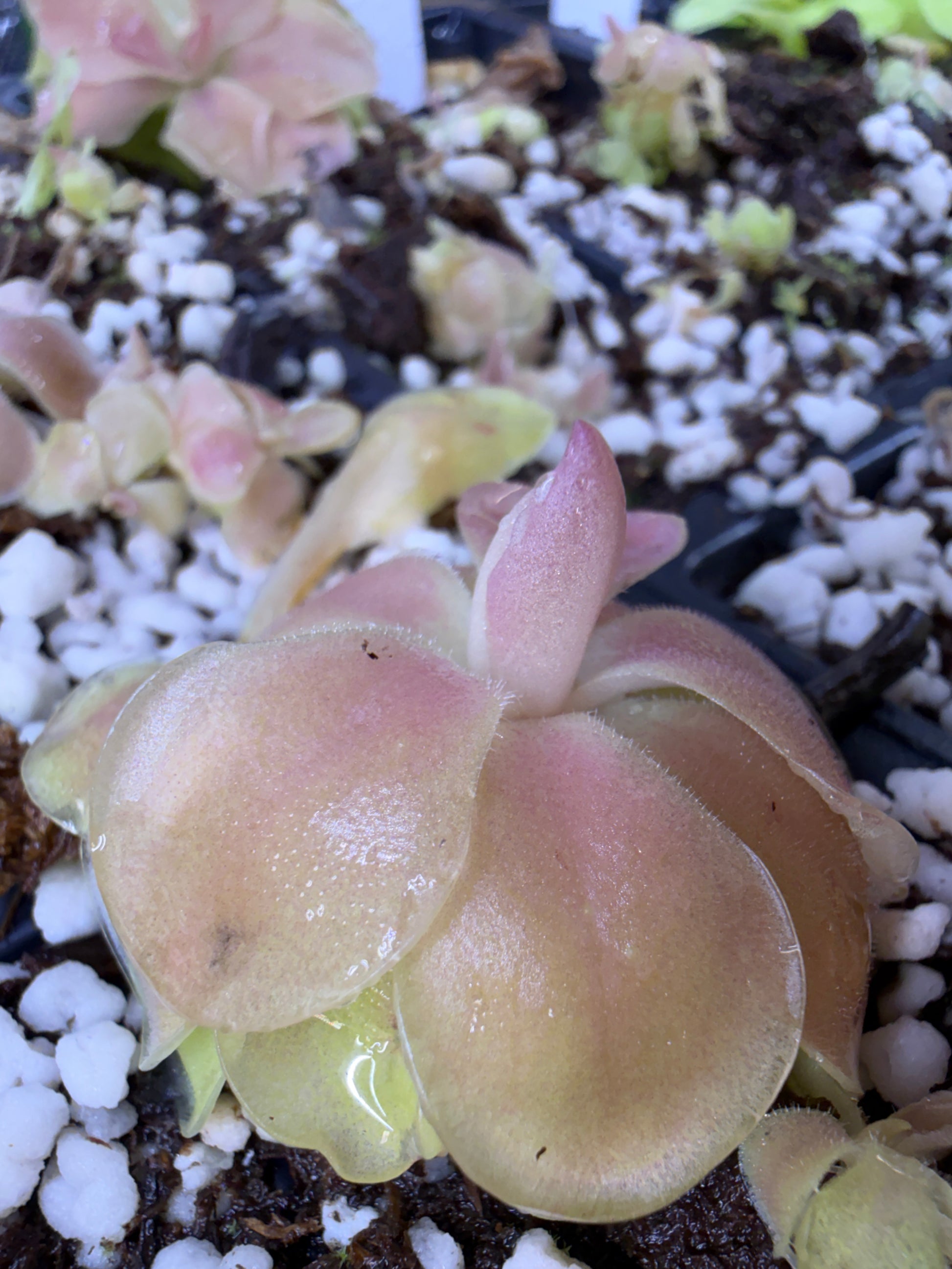 Pinguicula Weser - Mexican Butterwort