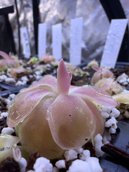 Pinguicula Weser - Mexican Butterwort