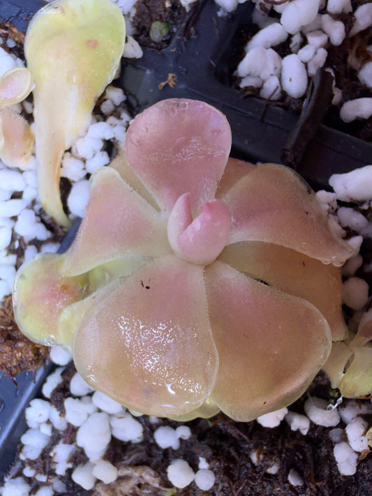 Pinguicula Weser - Mexican Butterwort