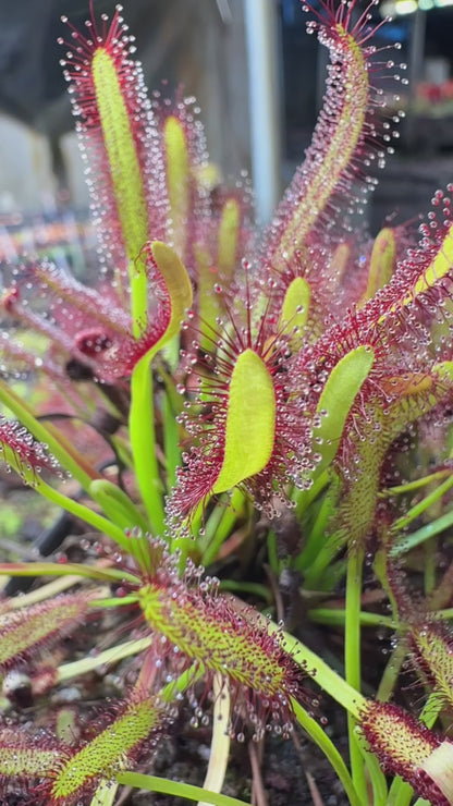 Drosera capensis Roadside Seepage Along R301 Bainskloof