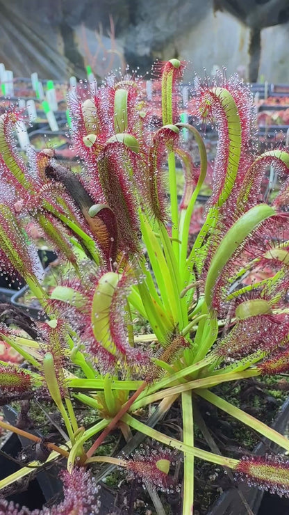 Drosera capensis (Bot River) SG #2 Curved Ends (Shipped Bare-Root)
