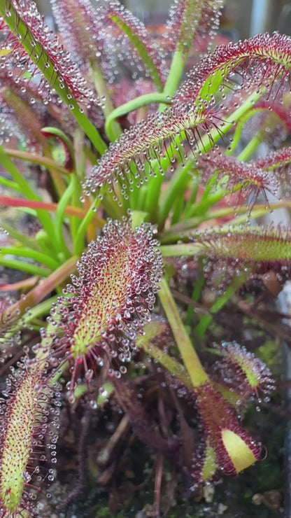 Drosera capensis Lamina Golden Green w/ Deep Red Glands (Franschhoek Mtns) Lowrie