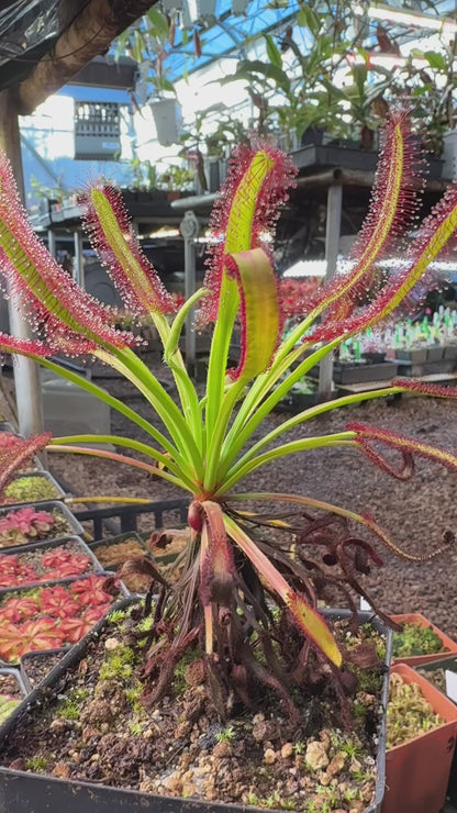 Drosera capensis Meadowview Wideleaf SG (Shipped Bare-Root)