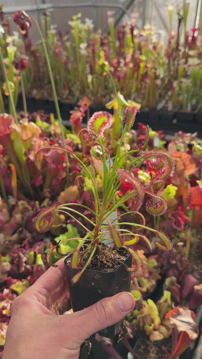 Drosera capensis Peppermint (Candy Cane Line) (Shipped Bare-Root)