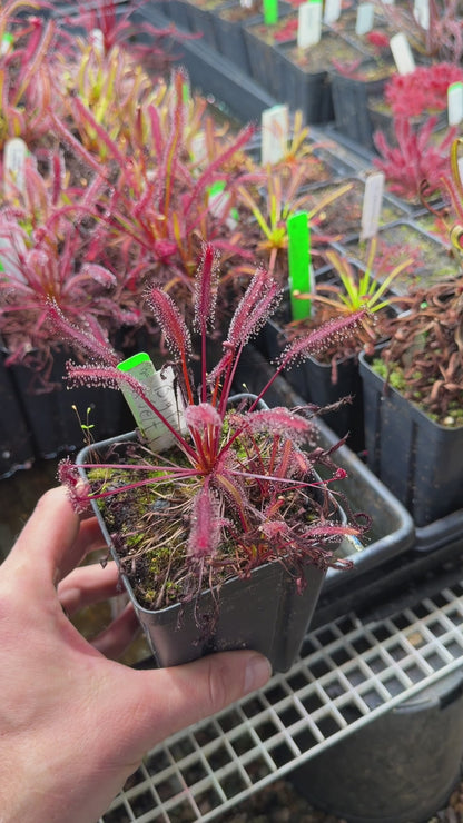 Drosera capensis Big Pink x Self (Shipped Bare-Root)