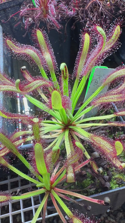 Drosera capensis Kali (Shipped Bare-Root)