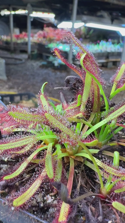 Drosera capensis Hex River Mtns, Matroosberg Ellenic