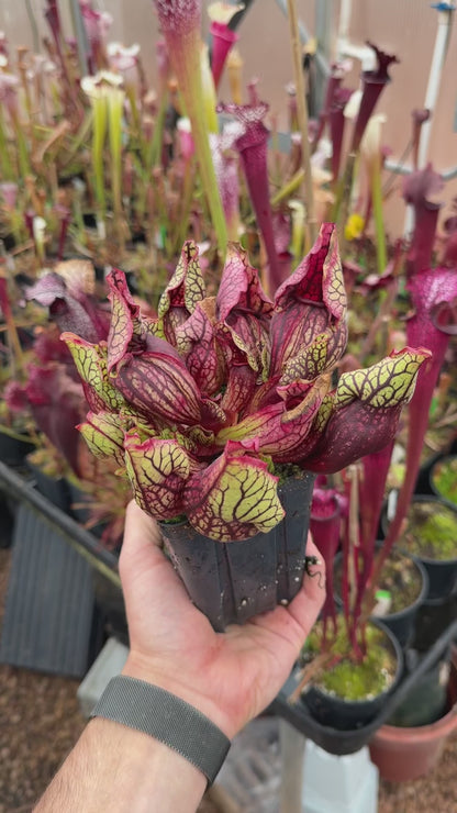 Sarracenia purpurea ssp. venosa var. Montana AA x A Select (Shipped Bare-Root)