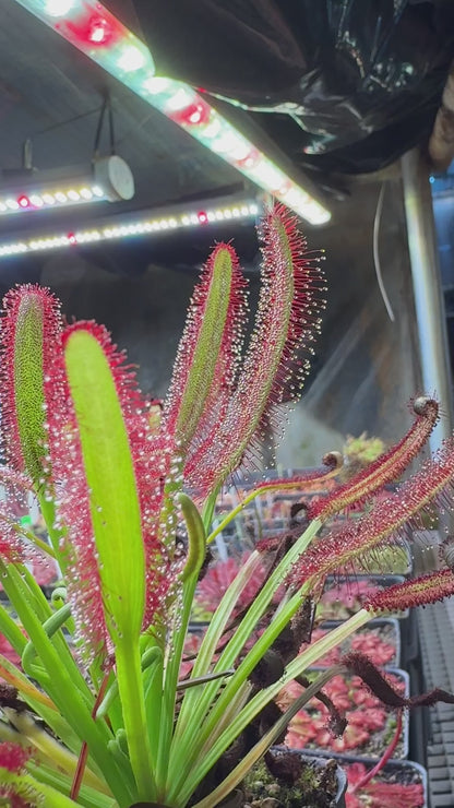 Drosera capensis Meadowview Wideleaf (Shipped Bare-Root)
