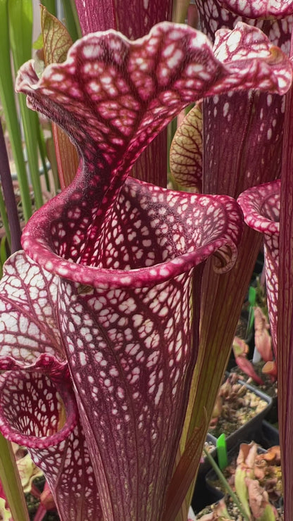 Sarracenia x Orange Sunset x leucophylla Purple Lips AH33 Best (Shipped Bare-Root)