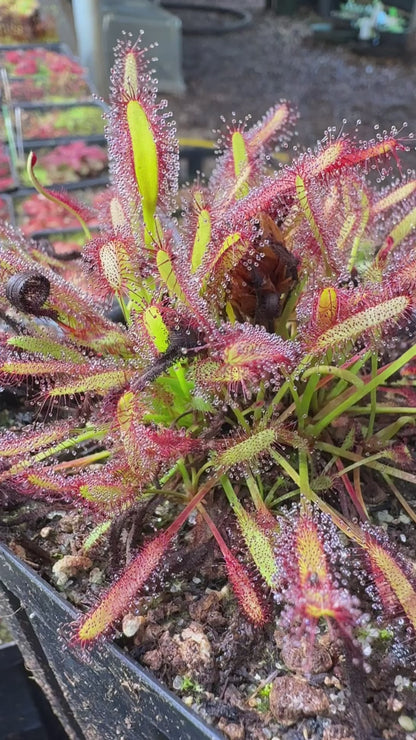 Drosera capensis (Driehoek Farm, Cederberg) 13943