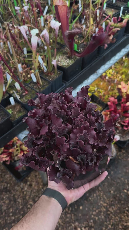 Sarracenia purpurea 'Brunswick Beauty'