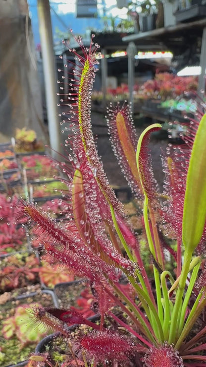 Drosera capensis Red Form (Pakhuis Pass)