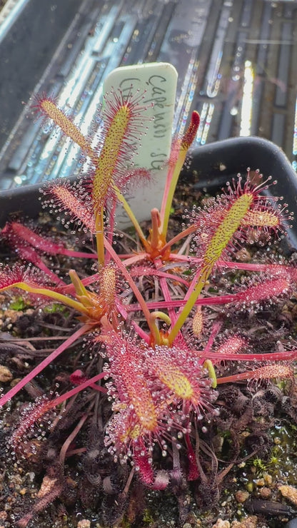 Drosera capensis 1285m asl, Matroosberg SG