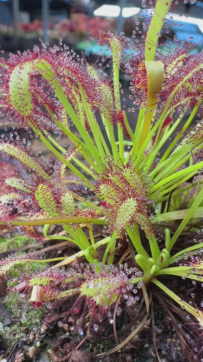 Drosera capensis Crestate ex Phito Carnivores