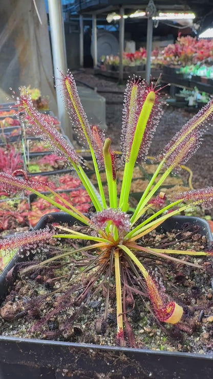 Drosera capensis Red Leaf with Glandular Hairs on Petals (Introduced in CPNL by Rob Gibson)