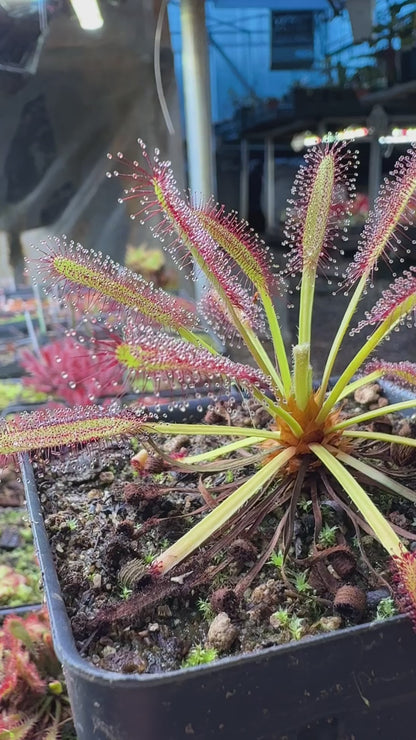 Drosera capensis Kouebokkeveld (Shipped Bare-Root)