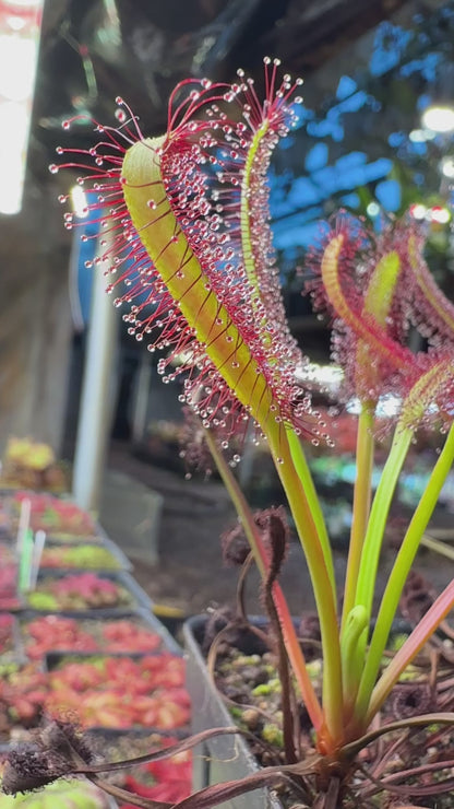 Drosera capensis Lotus Eater (Shipped Bare-Root)