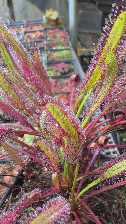 Drosera capensis Betty’s Bay 14451 NY