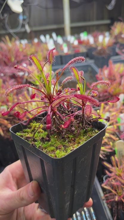 Drosera capensis Stemming Wideleaf (Bainskloof) CK