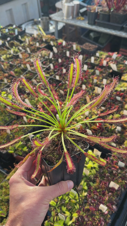 Drosera capensis Hairy Form (Stellenbosch) Hairyest Clone ex Lowrie