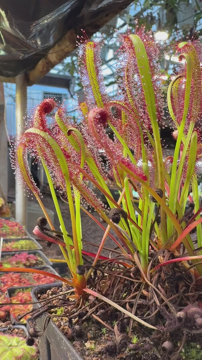 Drosera capensis Broad Leaf Form Upright (Heuning Klip) (Shipped Bare-Root)