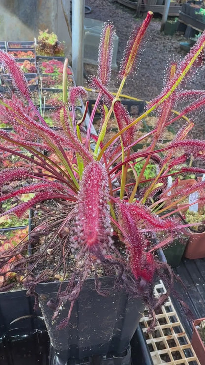 Drosera capensis Triffid Rose from Curious Plants