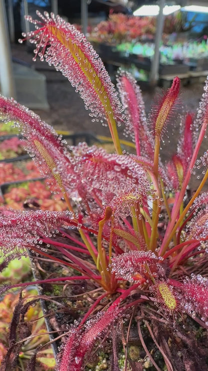 Drosera capensis Red #1 (Shipped Bare-Root)