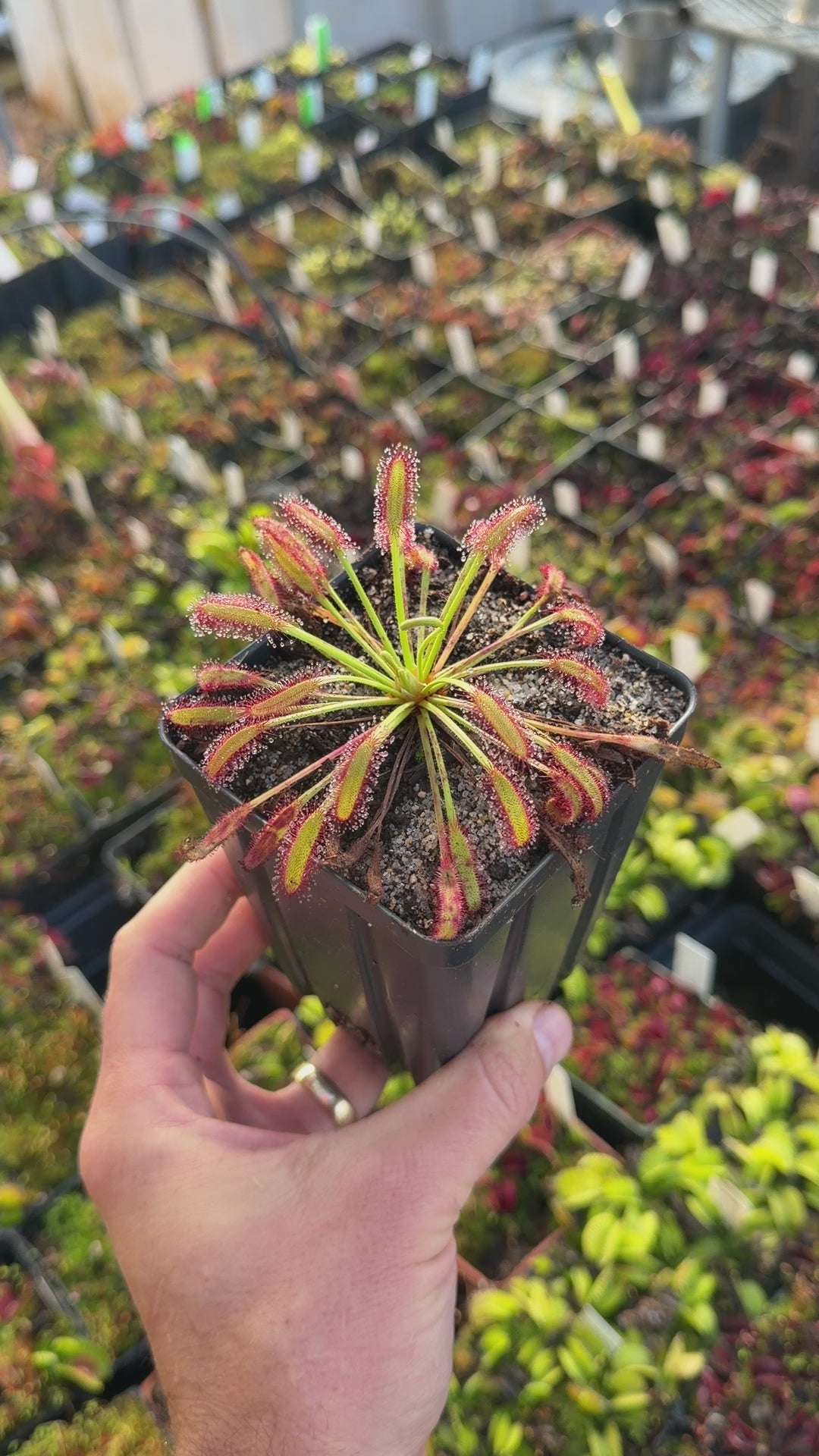 Drosera capensis Mini Red (ECP) (Shipped Bare-Root) opens full screen ...