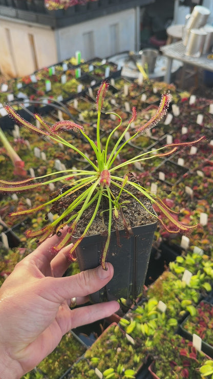 Drosera capensis Threewaterskloof (Shipped Bare-Root)