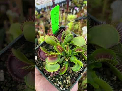 Dionaea muscipula Z02