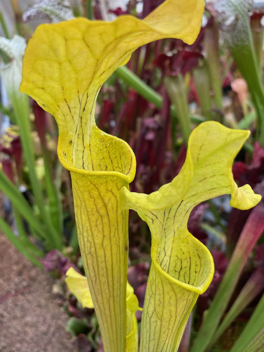 Sarracenia alabamensis Autuga Co AL MW mother Plants very yellow bodies - Colorado Sales Only