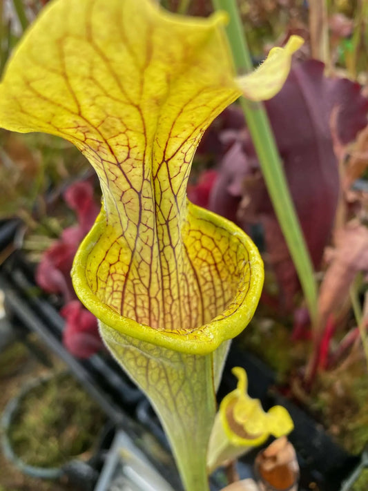 Sarracenia alabamensis Yellow Dan Winter Colorado Sales Only (Shipped Bare-Root)