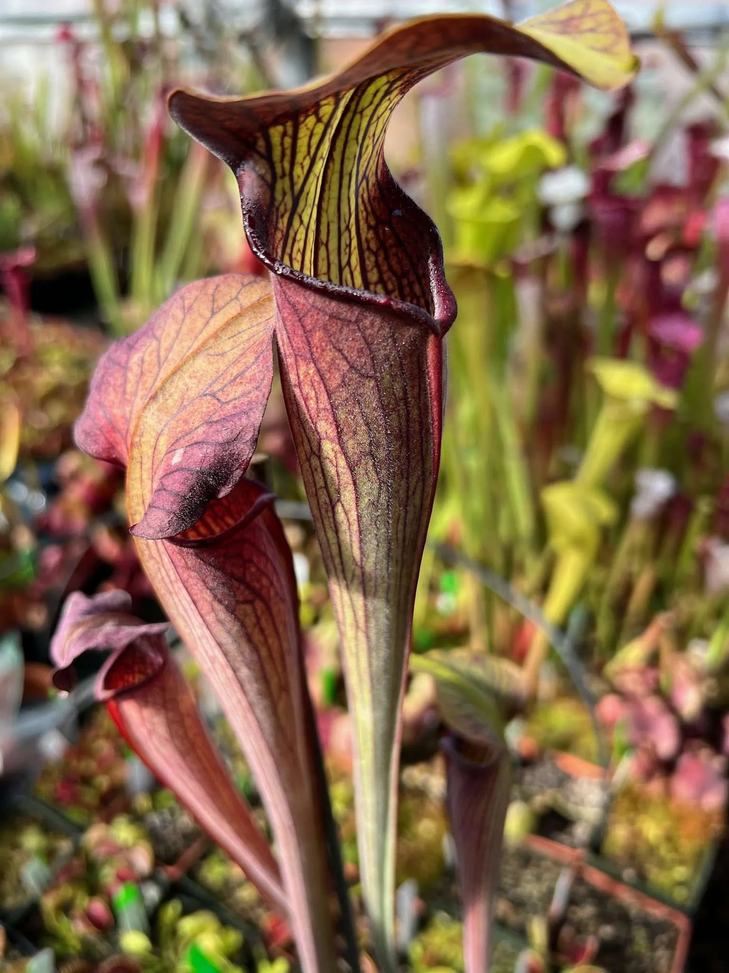Sarracenia alata Purple Tube Dr. Konig (Shipped Bare-Root)