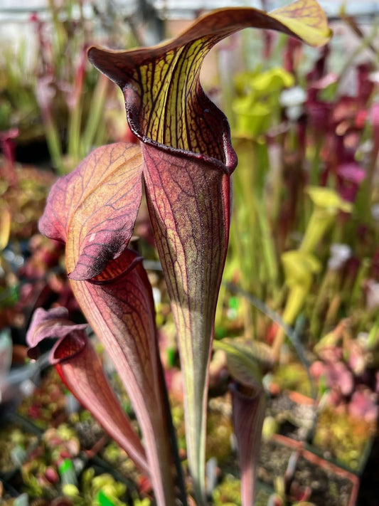 Sarracenia alata Purple Tube Dr. Konig (Shipped Bare-Root)