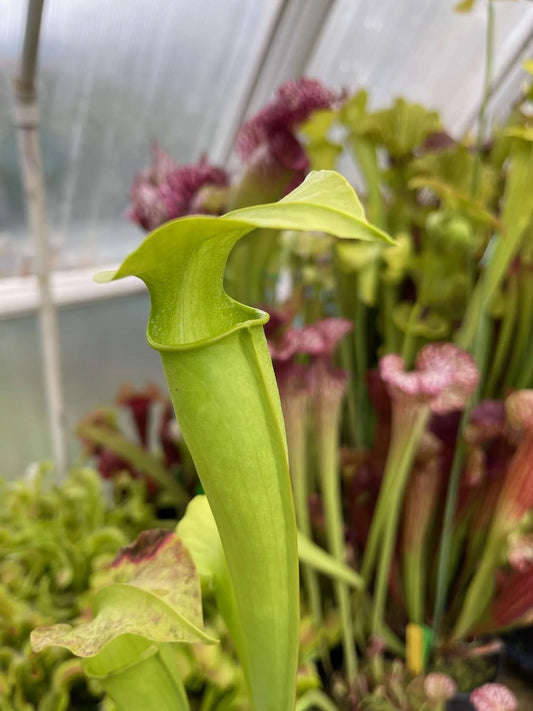 Sarracenia alata veinless (Shipped Bare-Root)