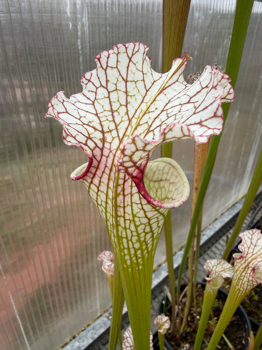 Sarracenia alata x pinky BCP (Shipped Bare-Root)